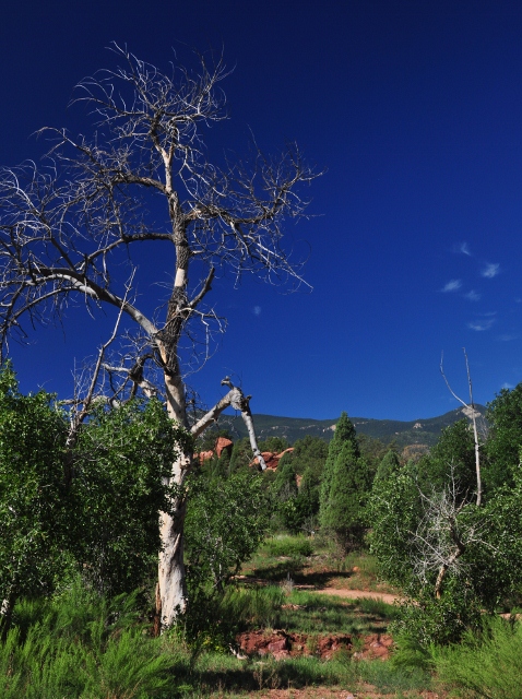 a tree of interest along the Scotsman Trail 